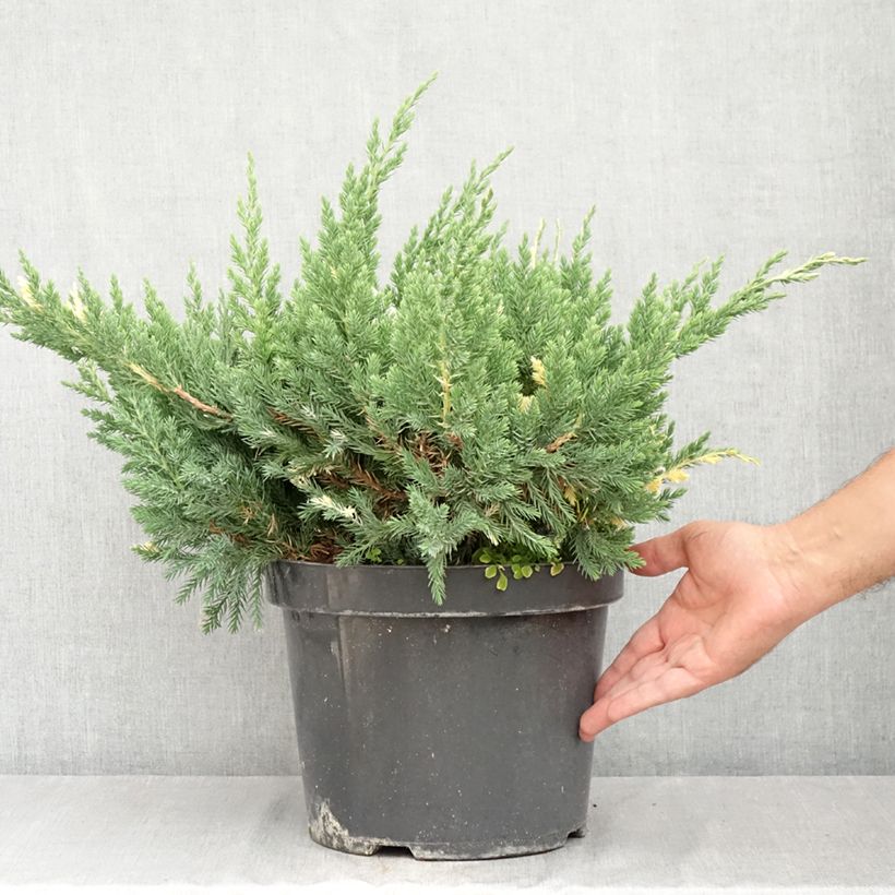 Exemplaar van Juniperus chinensis Expansa Variegata - Chinese jeneverbes Pot van 7,5 l/10 l zoals geleverd in de zomer