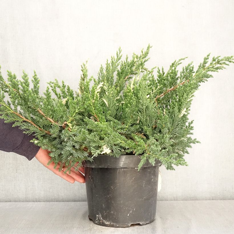 Exemplaar van Juniperus chinensis Expansa Variegata - Chinese jeneverbes Pot van 7,5 l/10 l zoals geleverd in de lente