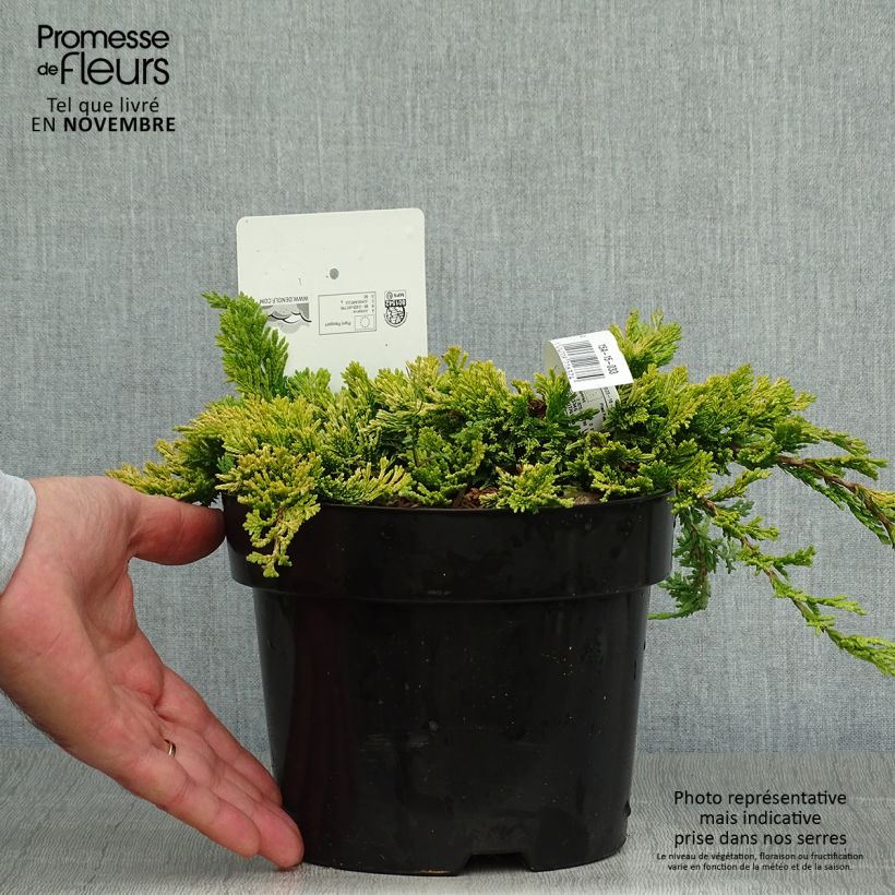Exemplaar van Juniperus horizontalis Golden Carpet - Kruipende jeneverbes Pot van 2 l/3 l zoals geleverd in de herfst