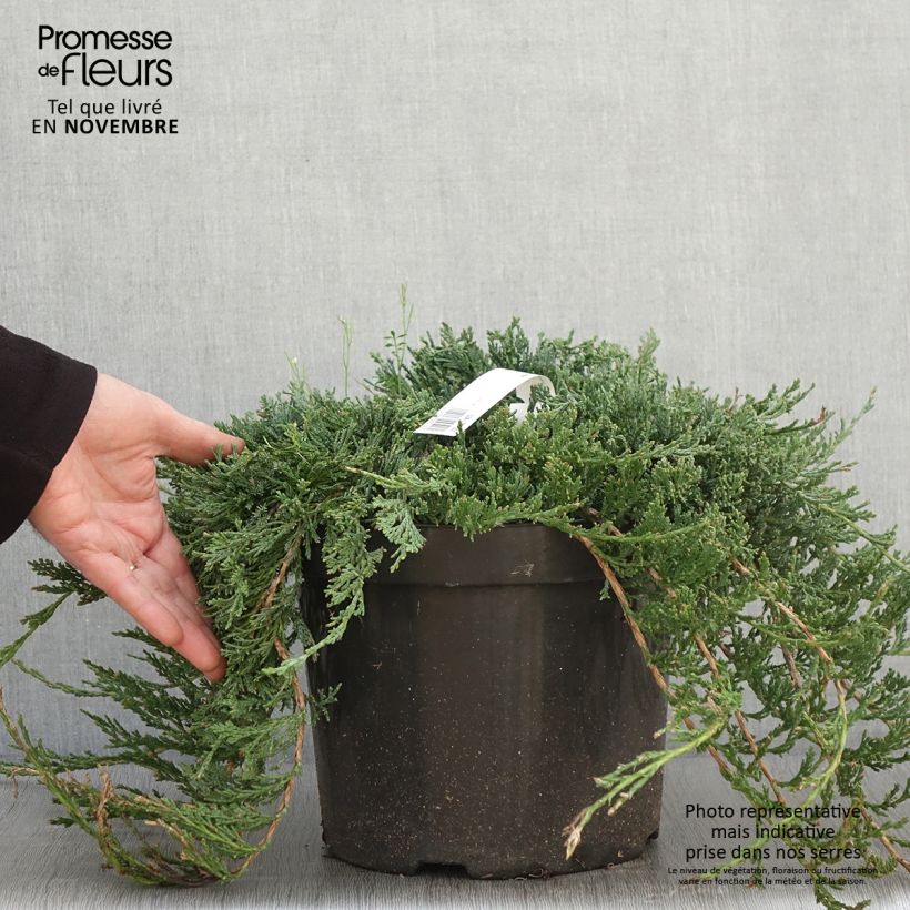 Exemplaar van Juniperus horizontalis Wiltonii - Kruipende jeneverbes Pot van 7,5 l/10 l zoals geleverd in de herfst