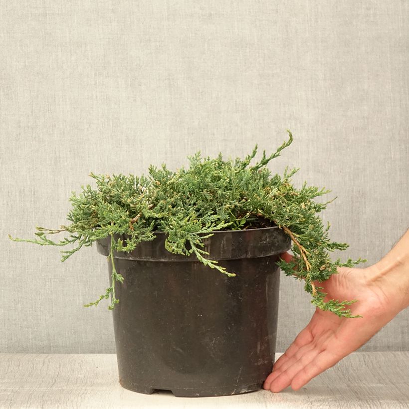 Exemplaar van Juniperus horizontalis Wiltonii - Kruipende jeneverbes Pot van 7,5 l/10 l zoals geleverd in de zomer