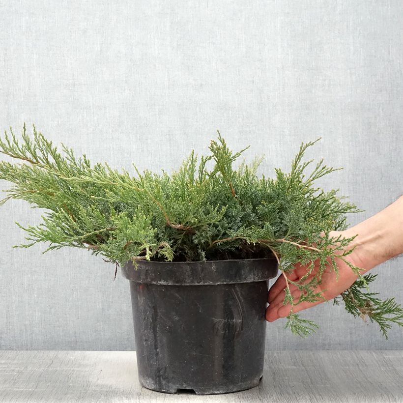 Exemplaar van Juniperus horizontalis Wiltonii - Kruipende jeneverbes Pot van 7,5 l/10 l zoals geleverd in de lente