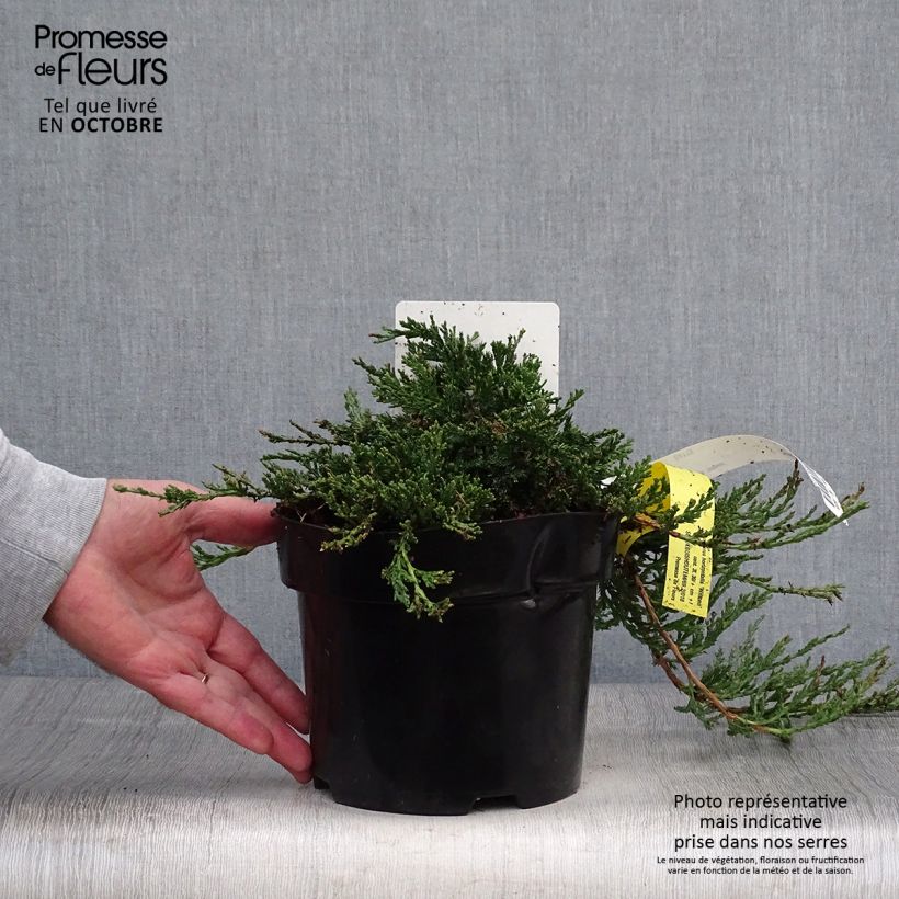 Exemplaar van Juniperus horizontalis Wiltonii - Kruipende jeneverbes Pot van 2 l/3 l zoals geleverd in de herfst