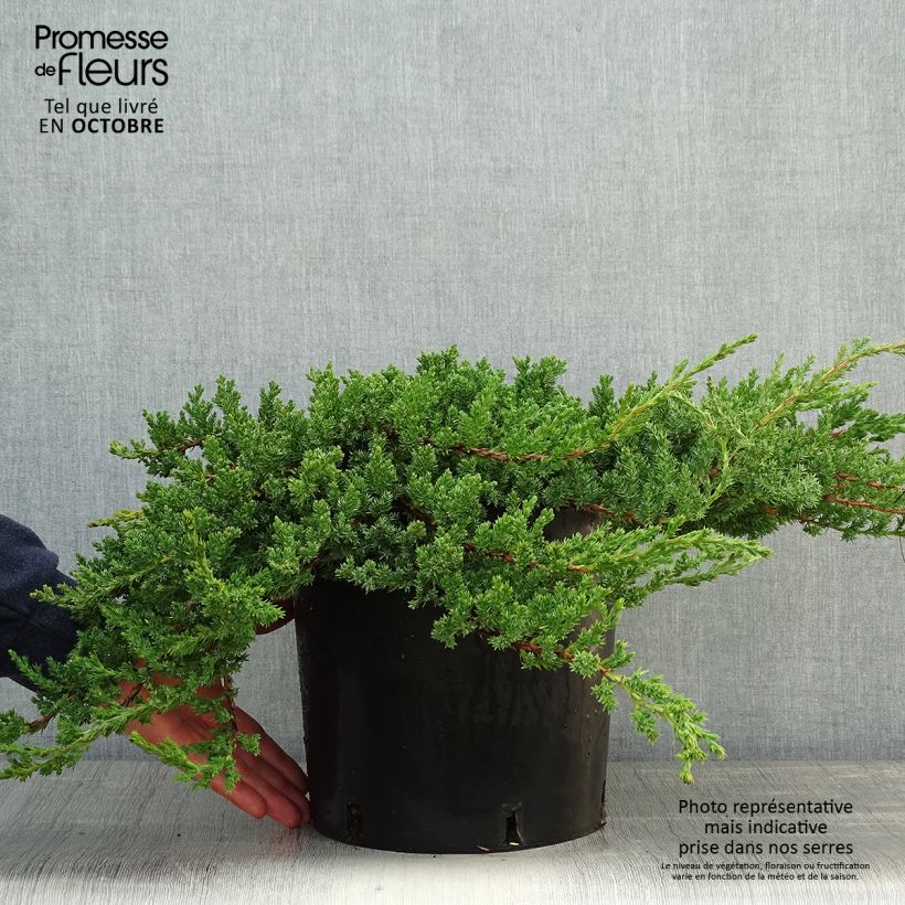 Exemplaar van Juniperus procumbens Nana - Jeneverbes Pot van 7,5 l/10 l zoals geleverd in de herfst