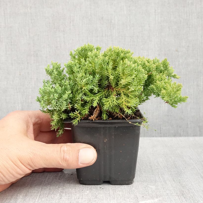 Exemplaar van Juniperus procumbens Nana - Jeneverbes Kweekpotje van 8/9 cm zoals geleverd in de herfst