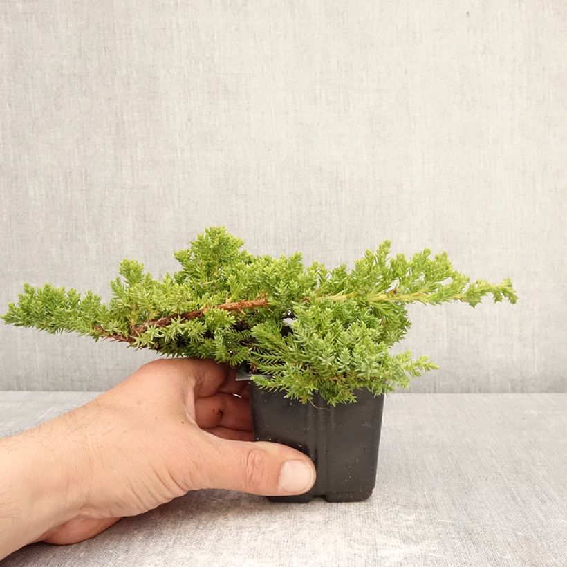 Exemplaar van Juniperus procumbens Nana - Jeneverbes Kweekpotje van 8/9 cm zoals geleverd in de lente