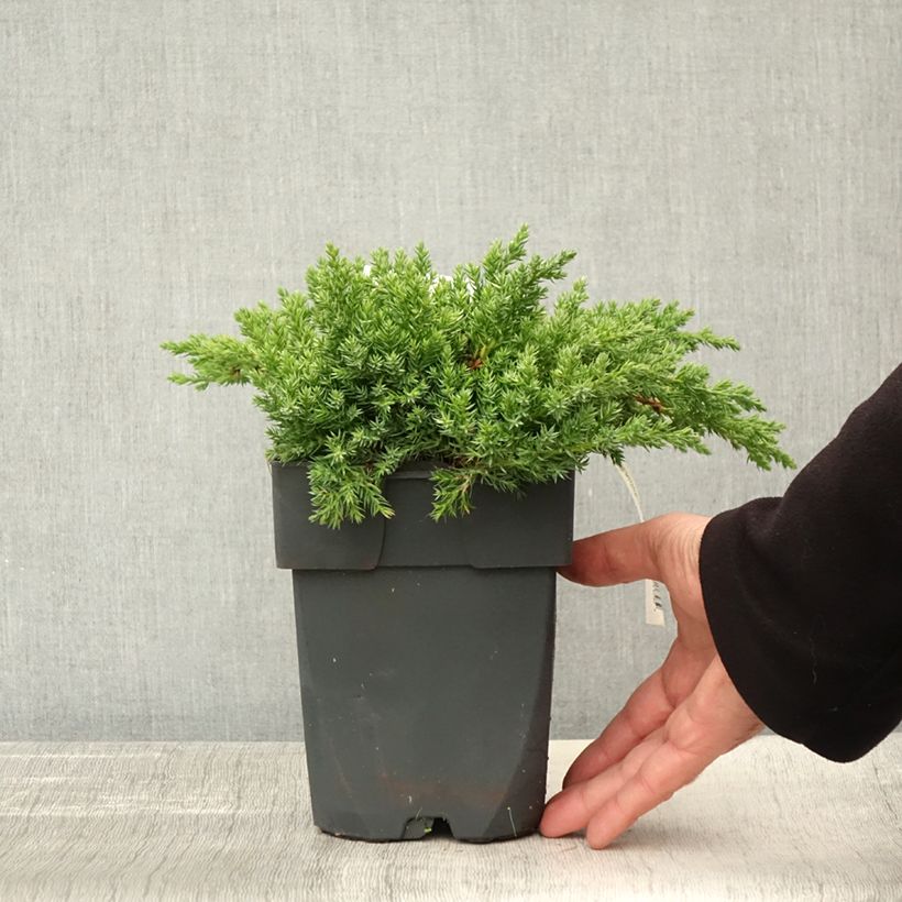 Exemplaar van Juniperus procumbens Nana - Jeneverbes Pot van 2 l/3 l zoals geleverd in de herfst