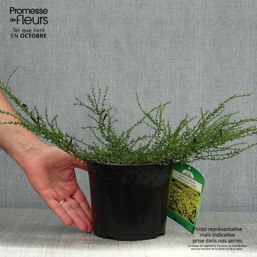 Exemplaar van Genista pilosa Vancouver Gold - Kruipbrem Pot van 2 l/3 l zoals geleverd in de herfst