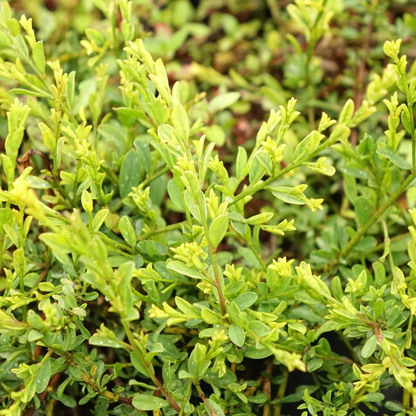 Genista pilosa Vancouver Gold - Kruipbrem (Blad)