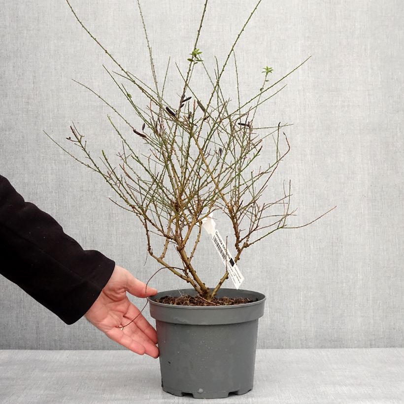 Exemplaar van Genista tinctoria - Verfbrem Pot van 3 l/4 l zoals geleverd in de winter