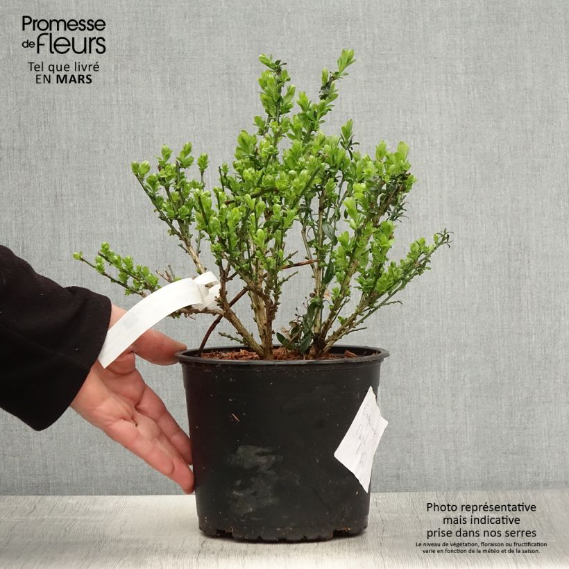 Example of Genista tinctoria - Verfbrem Pot van 3 l/4 l as you get in printemps