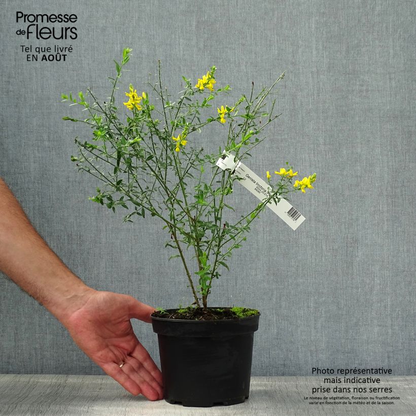 Exemplaar van Genista tinctoria Plena - Verfbrem Pot van 2 l/3 l zoals geleverd in de zomer