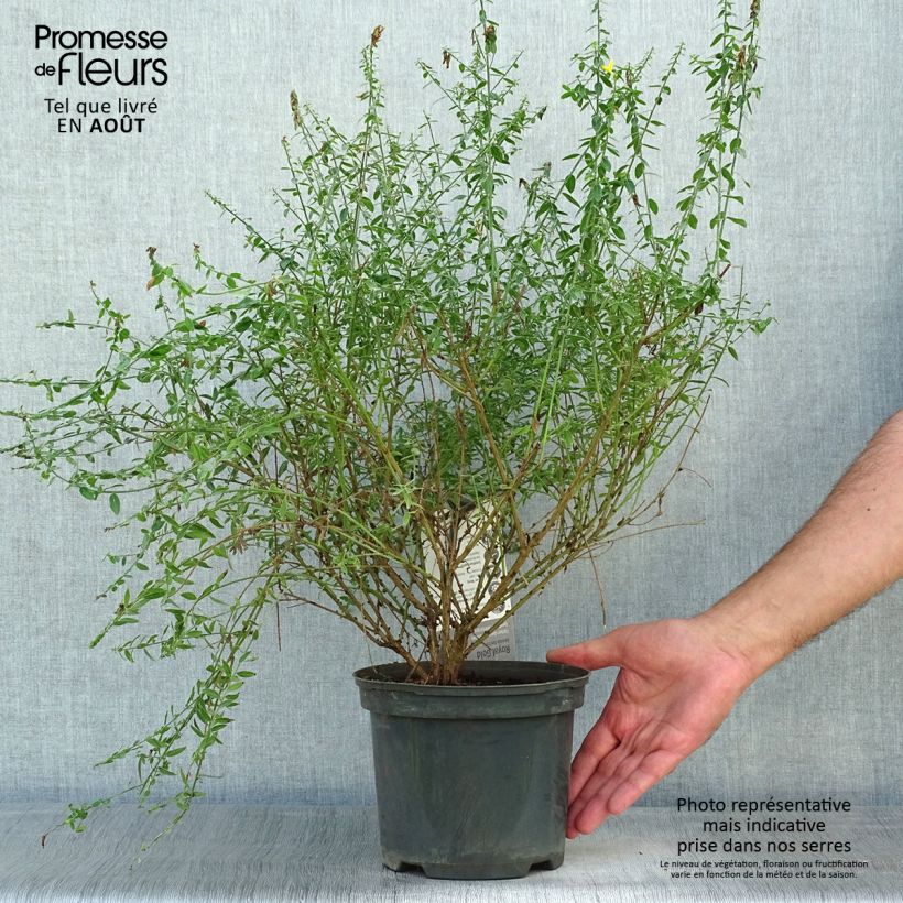Exemplaar van Genista tinctoria Royal Gold - Verfbrem Pot van 1,5 l/2 l zoals geleverd in de zomer