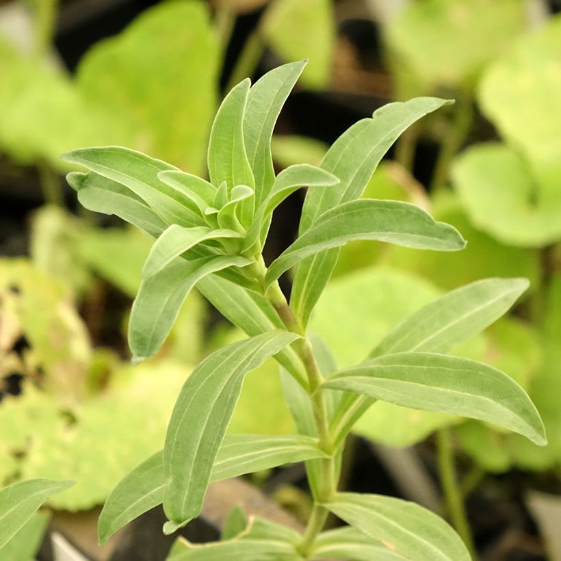 Gentiana cruciata - Kruisbladgentiaan (Blad)