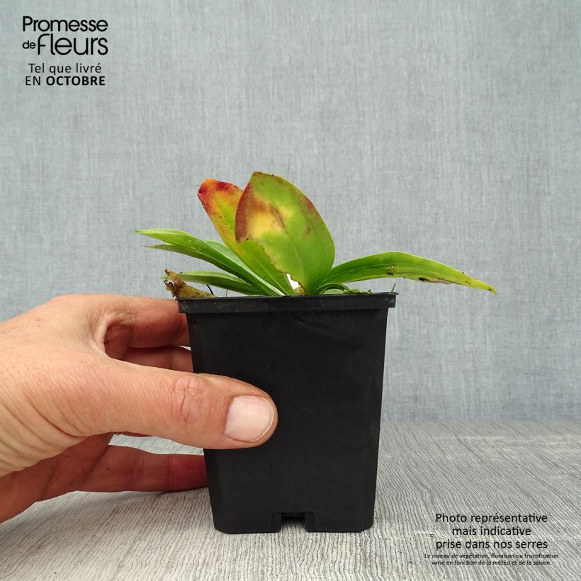 Exemplaar van Gentiana lutea - Gele gentiaan Kweekpotje van 8/9 cm zoals geleverd in de herfst
