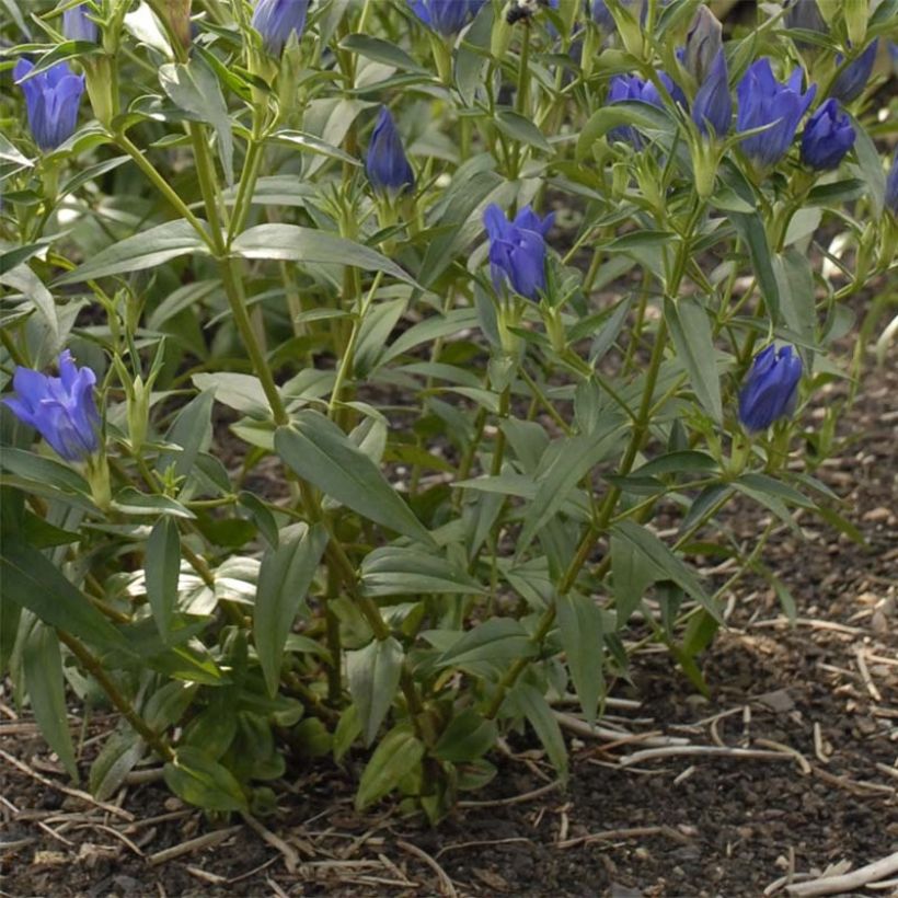 Gentiana True Blue - Gentiaan (Blad)