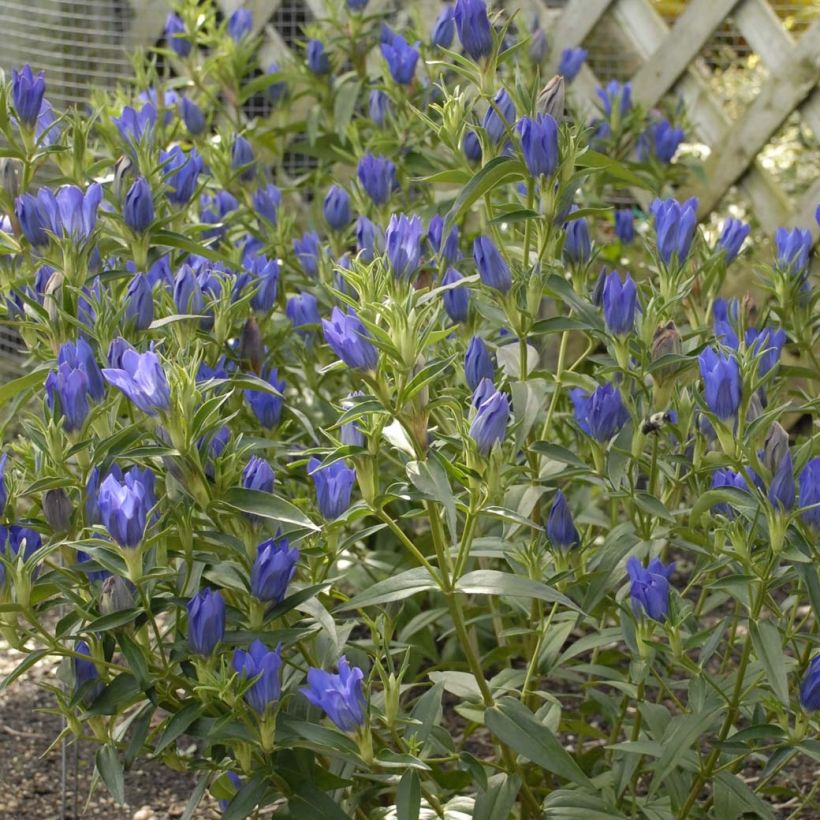 Gentiana True Blue - Gentiaan (Bloei)