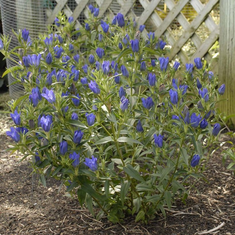 Gentiana True Blue - Gentiaan (Groeiplaats)