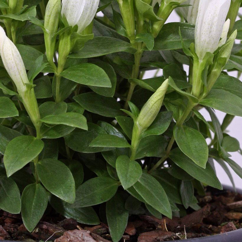 Gentiana makinoi White Magic - Gentiaan (Blad)