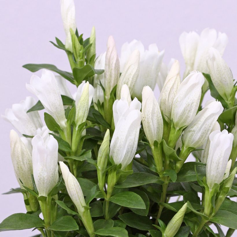 Gentiana makinoi White Magic - Gentiaan (Bloei)