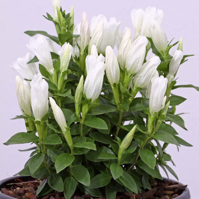 Gentiana makinoi White Magic - Gentiaan (Groeiplaats)