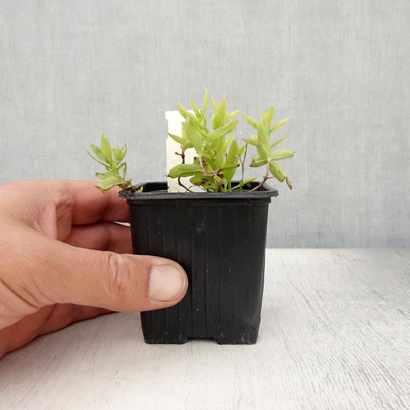Exemplaar van Gentiana makinoi White Magic - Gentiaan Kweekpotje van 8/9 cm zoals geleverd in de zomer