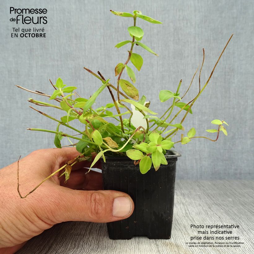 Exemplaar van Gentiaan Little Pinkie Kweekpotje van 8/9 cm zoals geleverd in de herfst