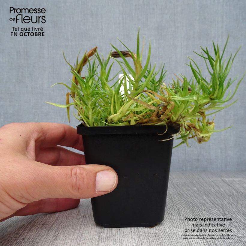 Exemplaar van Gentiana sino-ornata - Gentiaan Kweekpotje van 8/9 cm zoals geleverd in de herfst