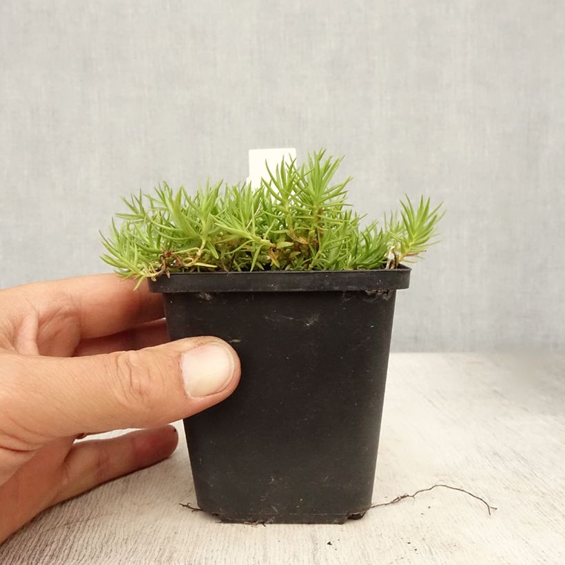 Exemplaar van Gentiana sino-ornata - Gentiaan Kweekpotje van 8/9 cm zoals geleverd in de zomer