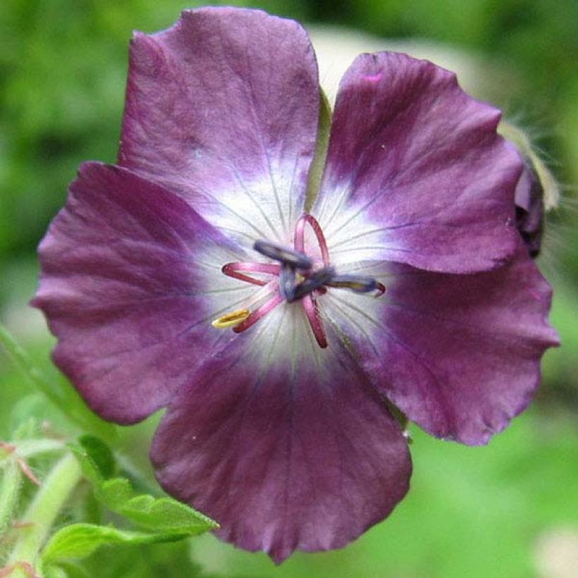 Geranium phaeum Mourning Widow - Donkere ooievaarsbek (Bloei)