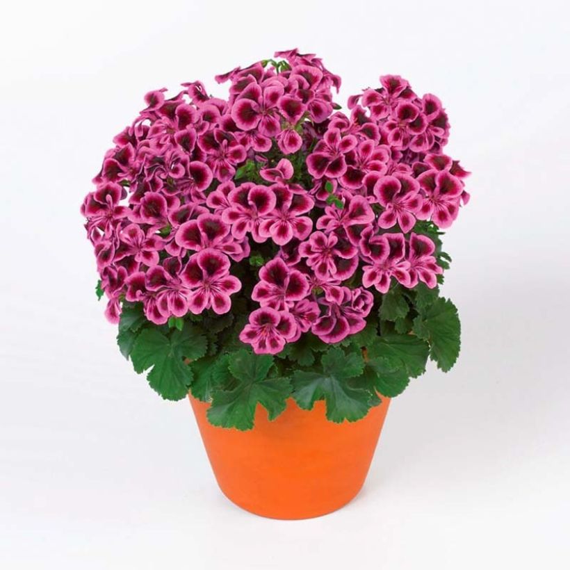 Pelargonium crispum Angel Eyes Blueberry - Franse mini-geraniums (Groeiplaats)