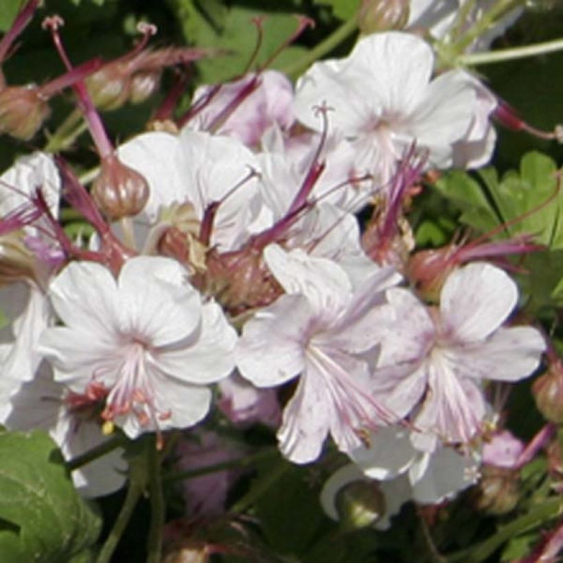 Geranium cantabrigiense Biokovo - Ooievaarsbek (Bloei)