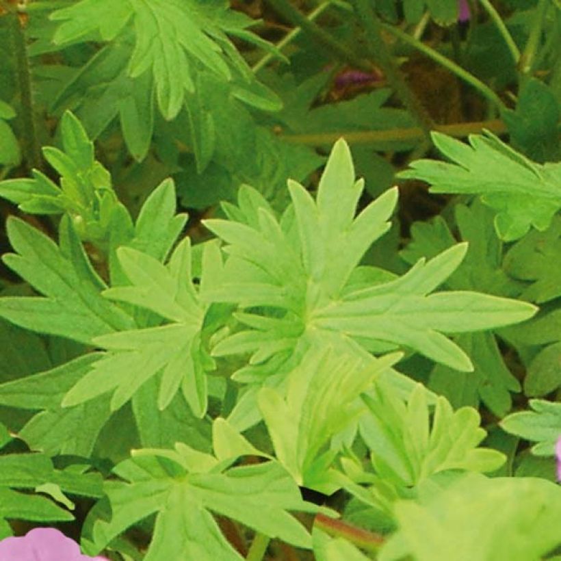 Geranium Dilys - Ooievaarsbek (Blad)