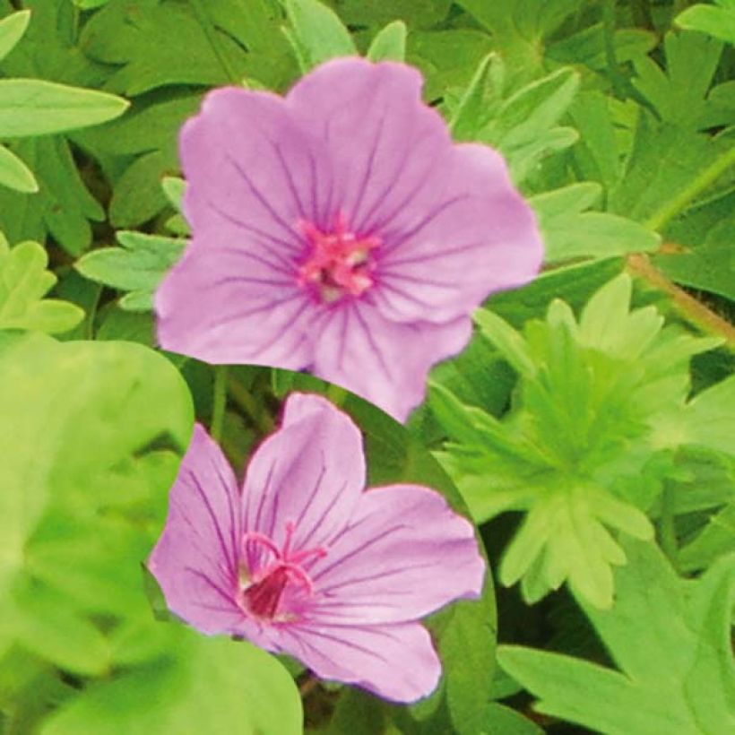 Geranium Dilys - Ooievaarsbek (Bloei)