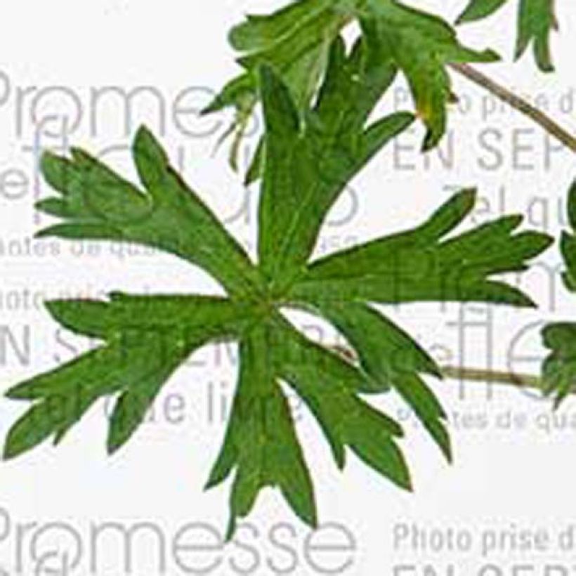 Geranium Orion - Ooievaarsbek (Blad)