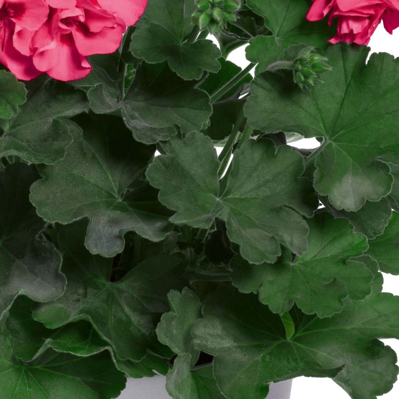 Pelargonium TwoinOne Hot Pink Splash (Blad)