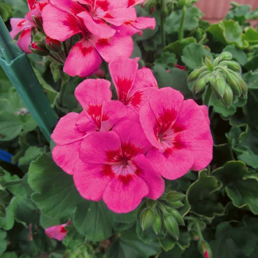Pelargonium TwoinOne Hot Pink Splash (Bloei)