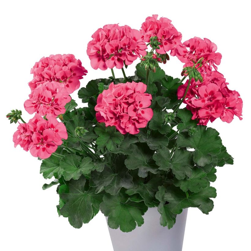 Pelargonium TwoinOne Hot Pink Splash (Groeiplaats)