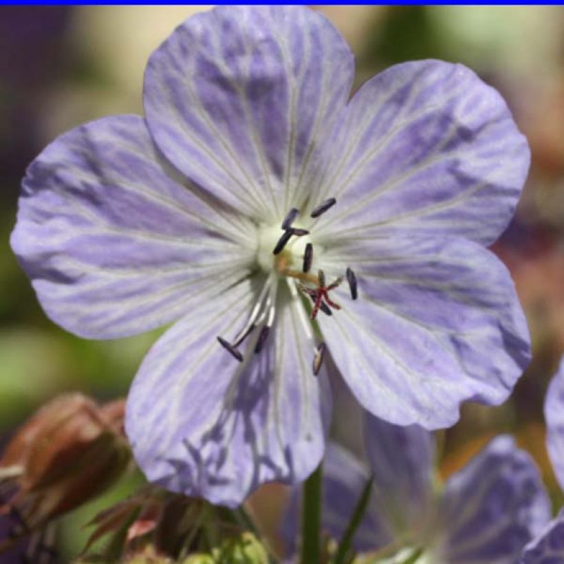 Geranium pratense Mrs Kendall Clark - Beemdooievaarsbek (Bloei)