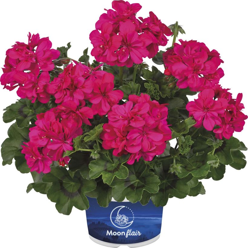 Pelargonium Moonflair Dark Pink - Hanggeranium (Bloei)