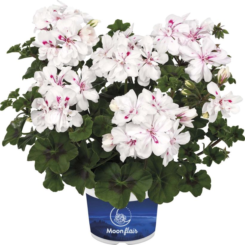 Pelargonium Moonflair White - Hanggeranium (Bloei)