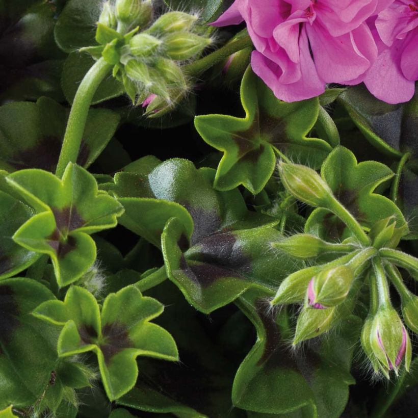 Pelargonium peltatum BIG 5 Amethyst - Hanggeranium dubbel (Blad)