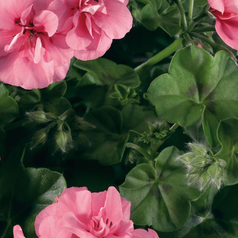 Pelargonium peltatum BIG 5 Light Pink - Hanggeranium dubbel (Blad)