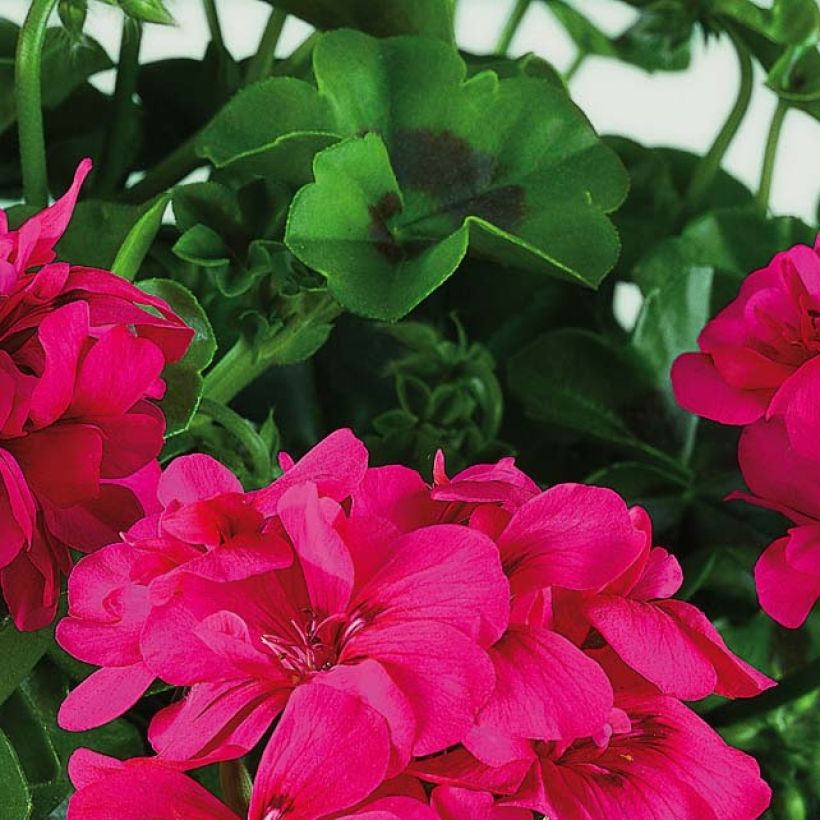 Pelargonium peltatum BIG 5 Neon Pink - Hanggeranium dubbel (Blad)