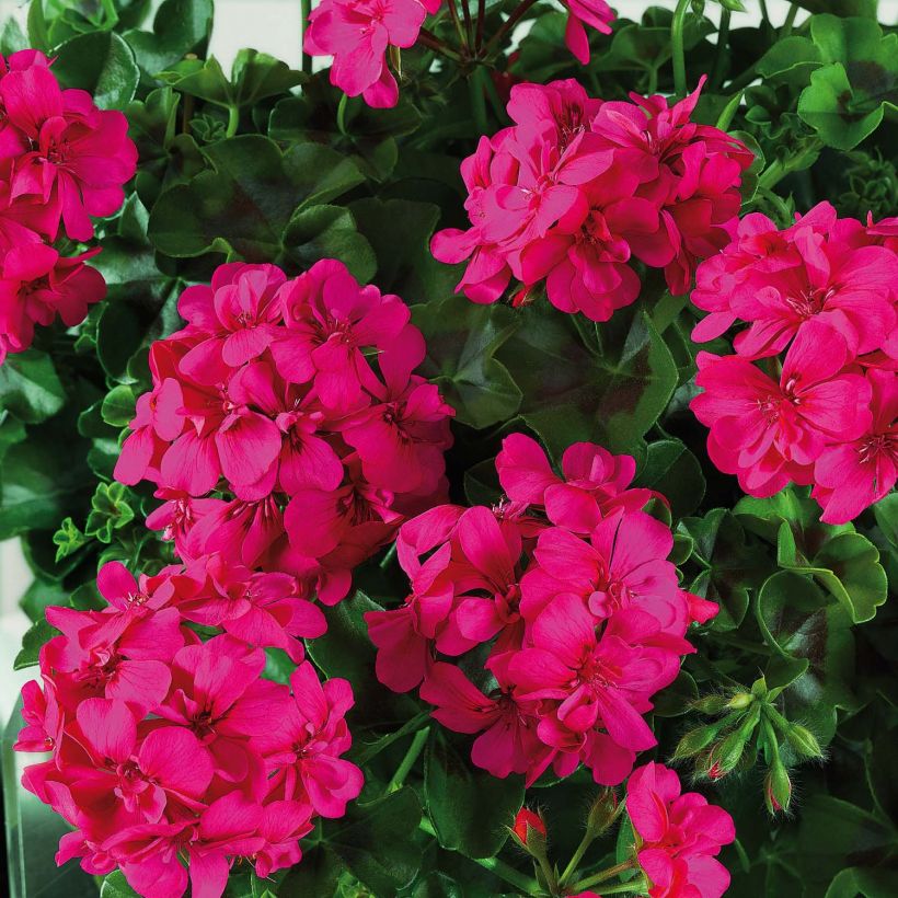 Pelargonium peltatum BIG 5 Neon Pink - Hanggeranium dubbel (Bloei)