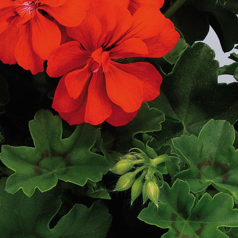 Pelargonium peltatum Big 5 Red Devil - Hanggeranium dubbel rood (Blad)
