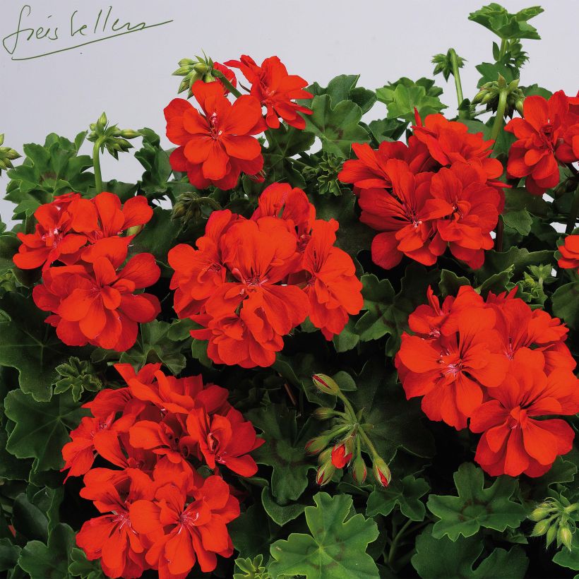 Pelargonium peltatum Big 5 Red Devil - Hanggeranium dubbel rood (Bloei)