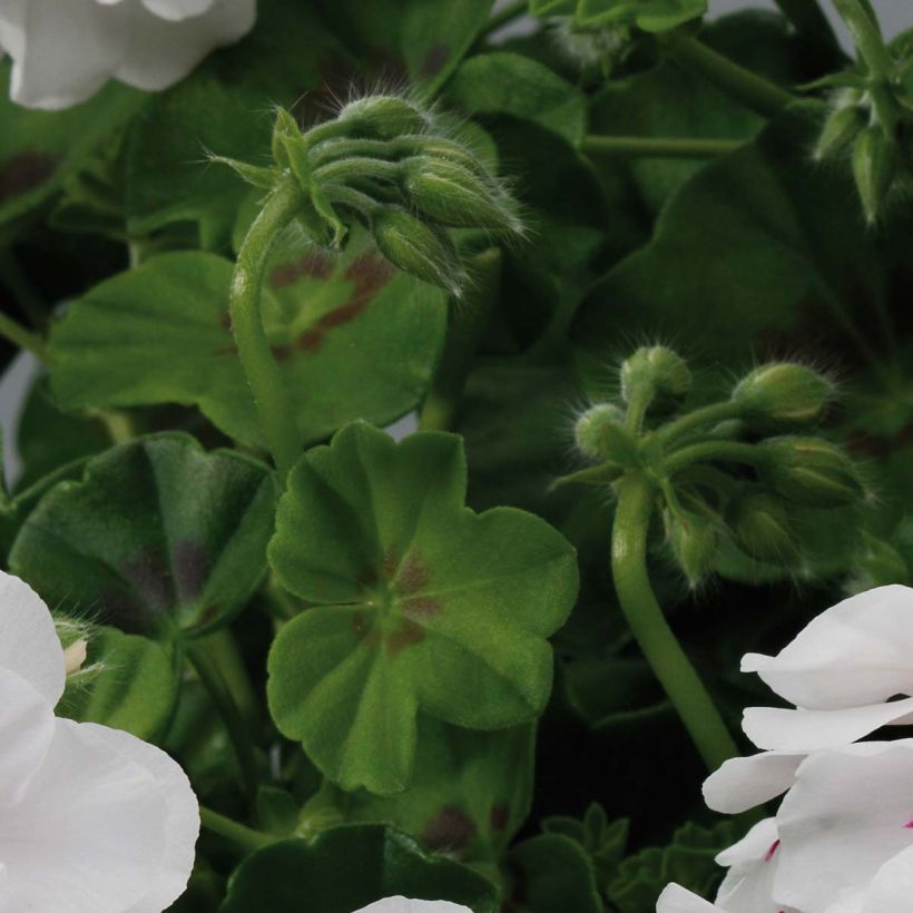 Pelargonium peltatum BIG 5 White - Hanggeranium dubbel wit (Blad)