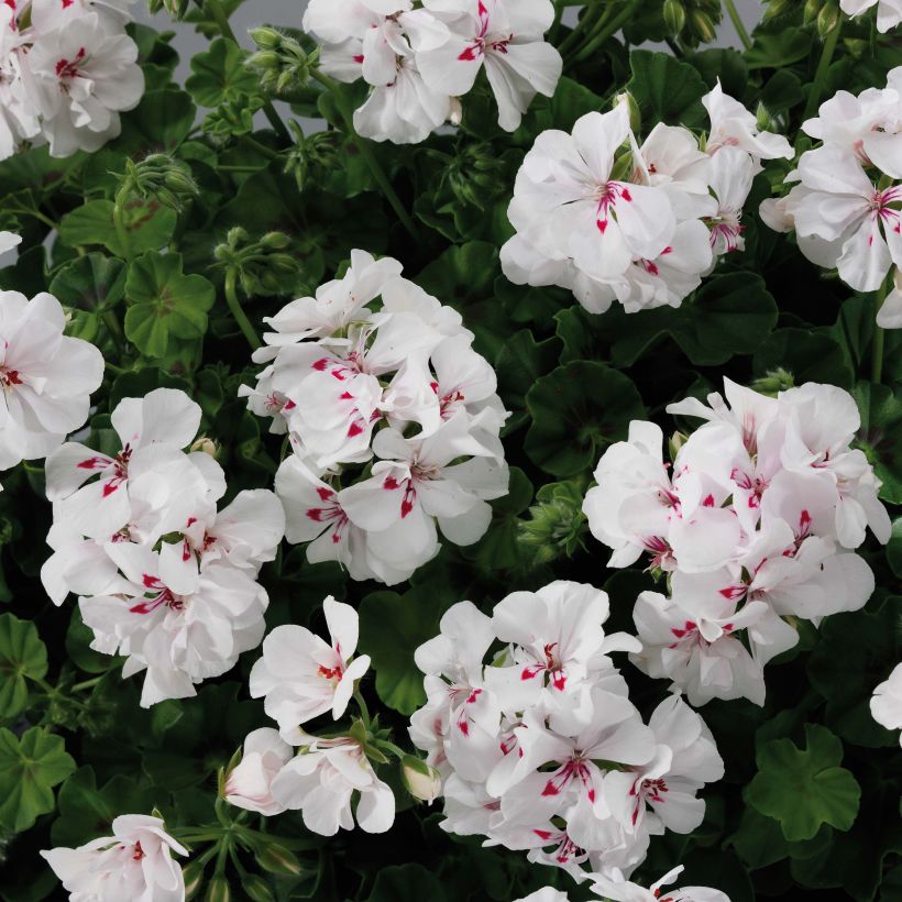Pelargonium peltatum BIG 5 White - Hanggeranium dubbel wit (Bloei)