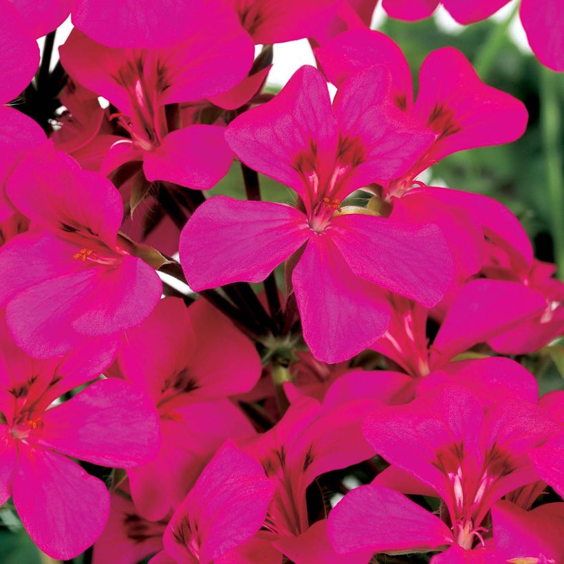 Pelargonium peltatum Rainbow Neon Purple - Hanggeranium (Bloei)